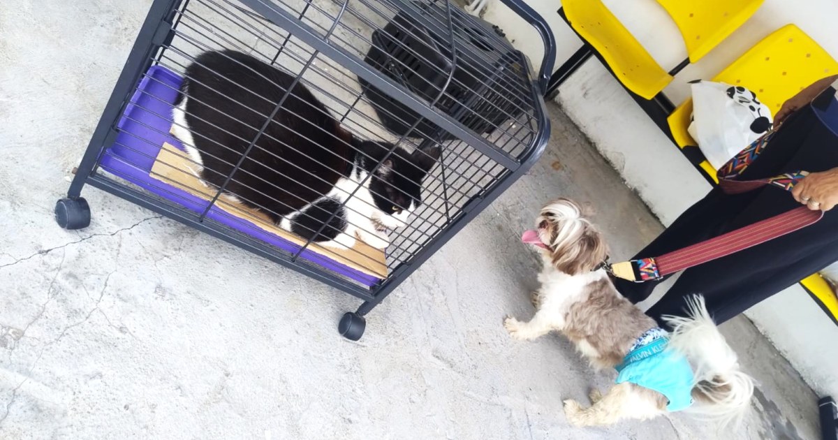 Mais de 115 mil cães e gatos já foram vacinados contra a raiva em Manaus